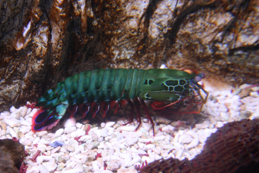 Aquarium at the Eden Project