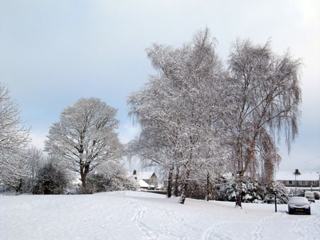 Winter trees