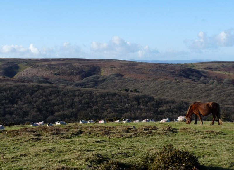 Quantock Hills