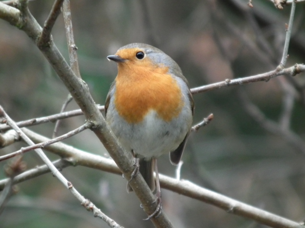 Robin