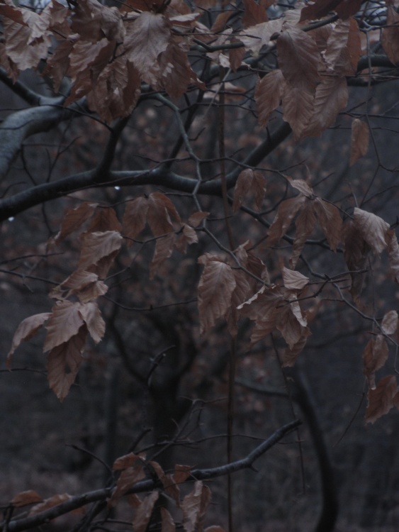 Natural beauty within Knole Park