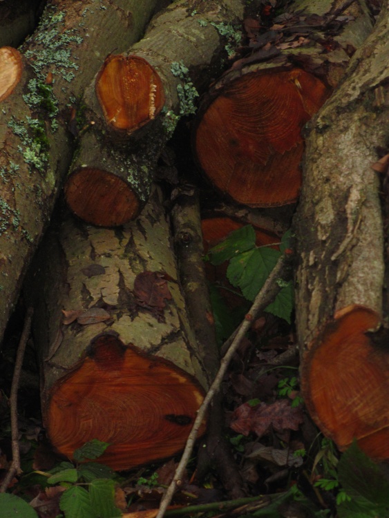 Into the forest and you will find a log pile