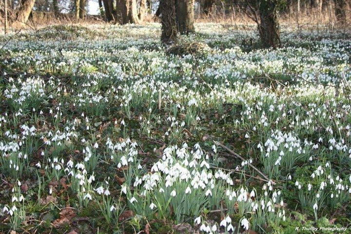 Snowdrops in the Abbey Gardens