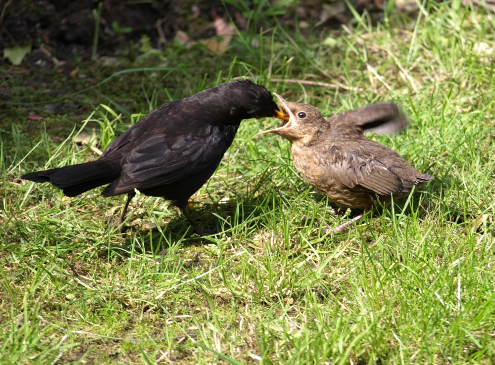 Feeding time