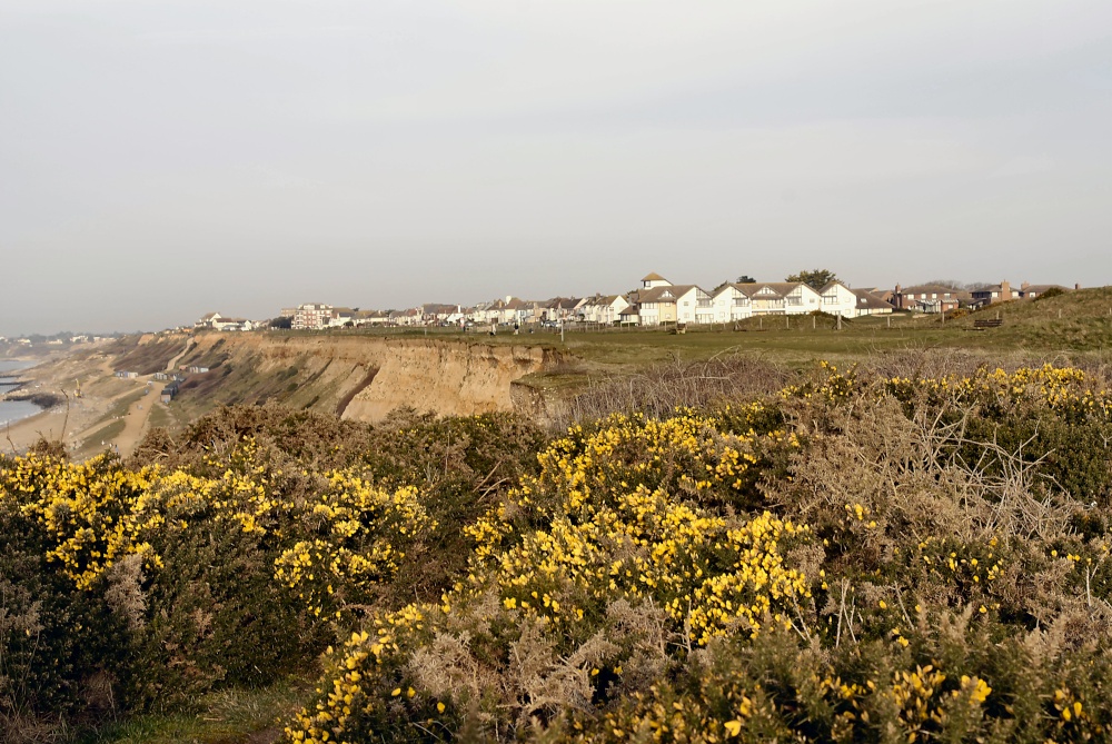 Gosre on cliff tops