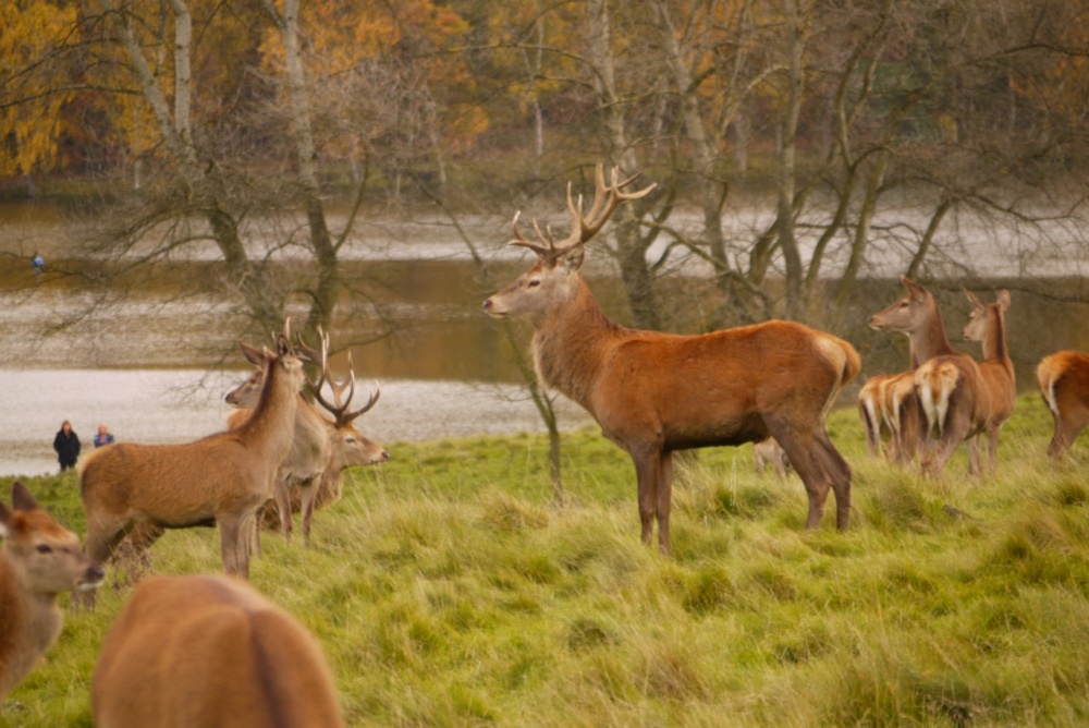 Photograph of Deer in Tatton Park