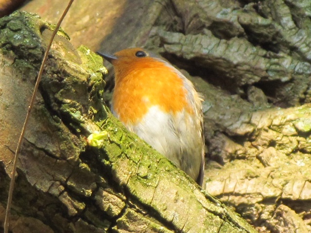 Photograph of Eager Robin