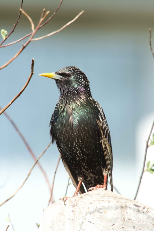 Starling