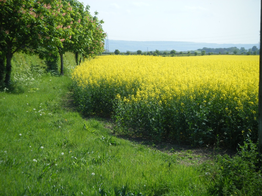 Yellow Rape Seed