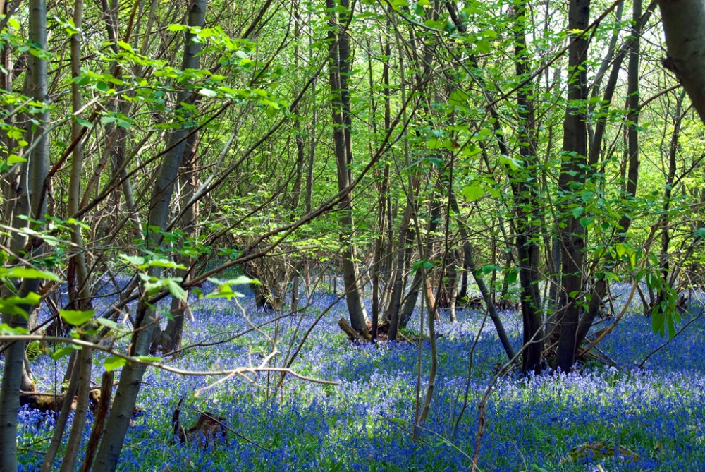 Photograph of Bluebell Wood