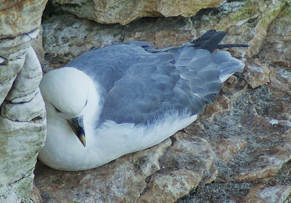 Fulmar