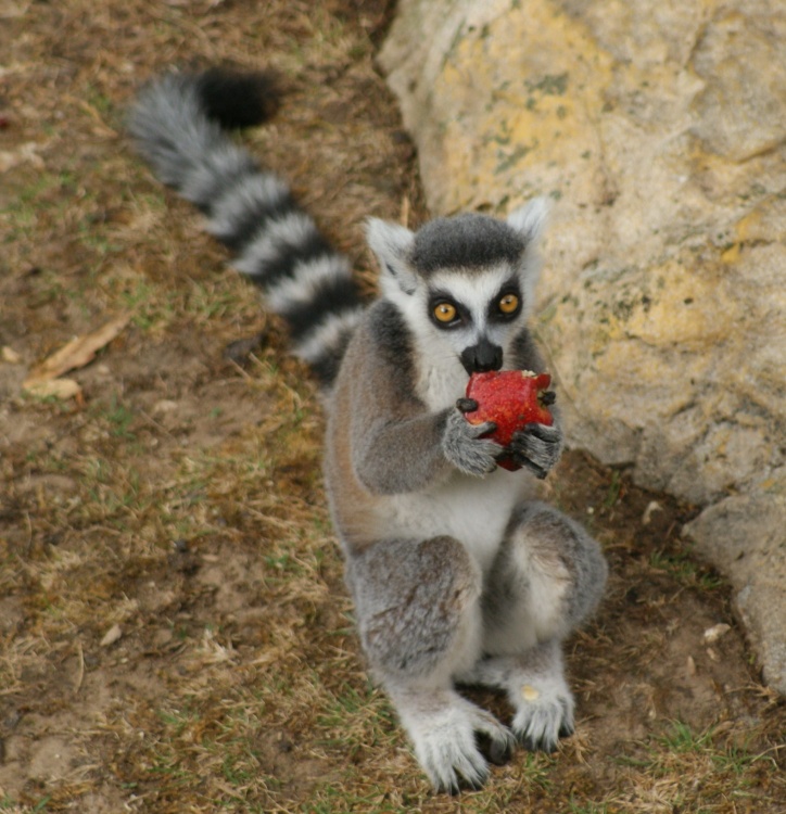 Yummy Strawberry