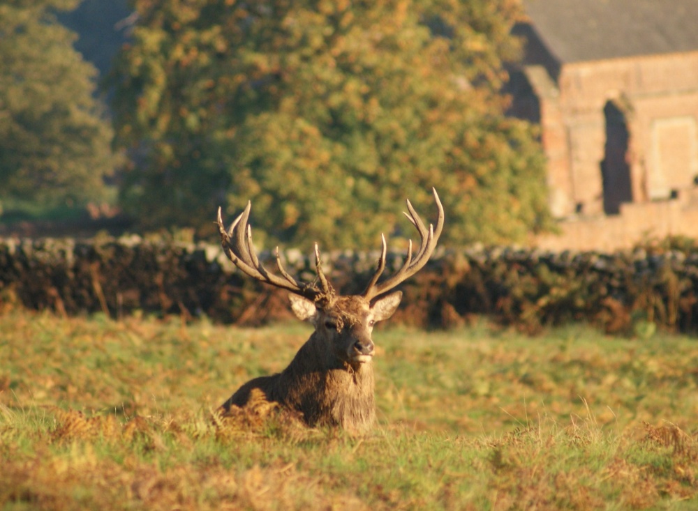 Resting Stag