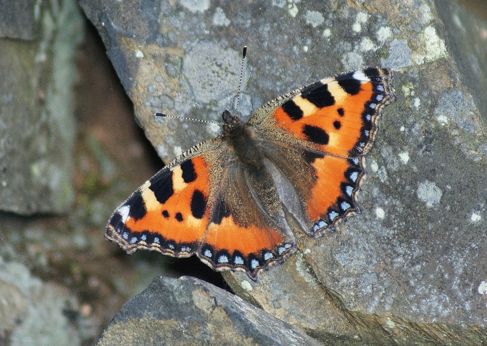 Small Tortoiseshell Butterfly