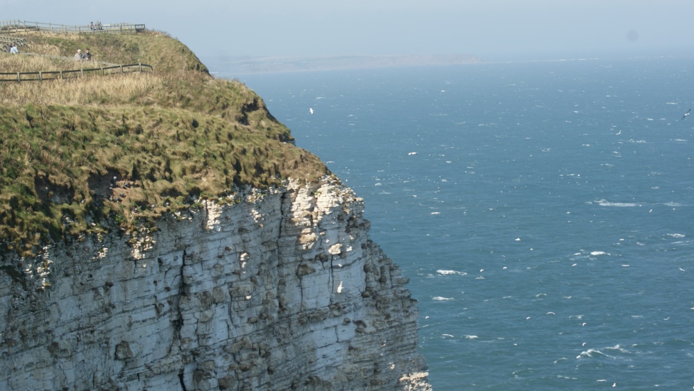 Bempton Cliffs