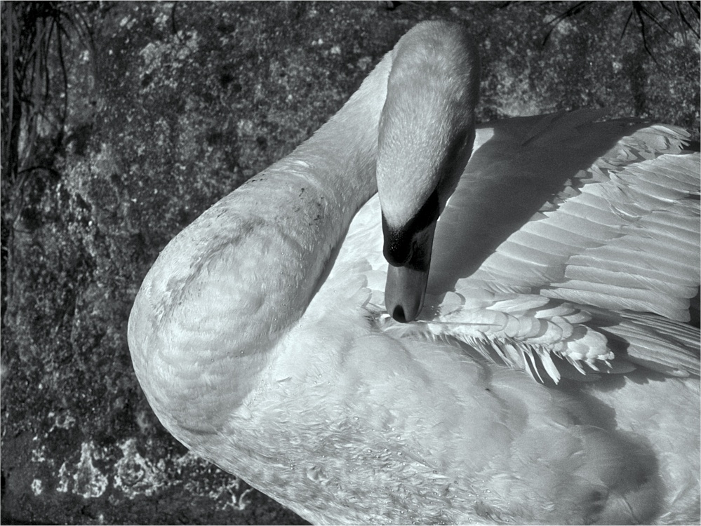 Photograph of Swan Preening