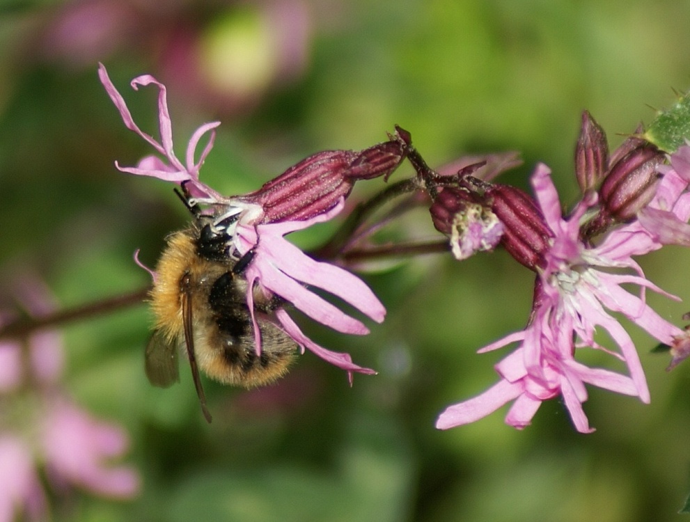 Buzzing Around