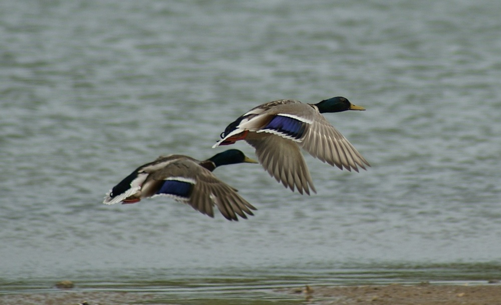 Pair of Flying Mallards