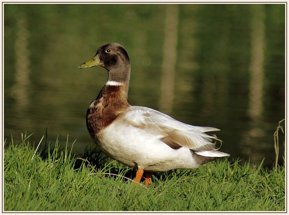 Pretty Duck