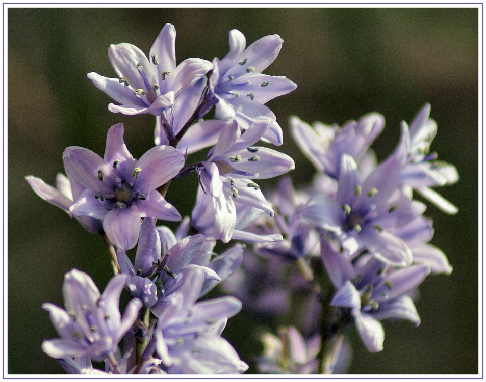 Pale  Bluebells