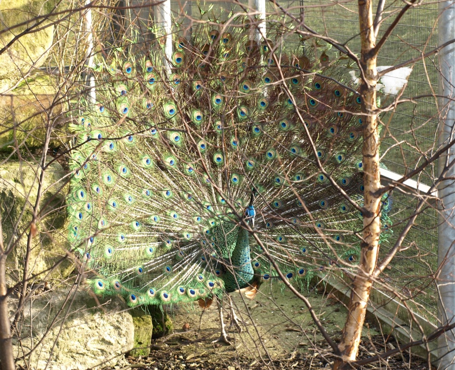 Peacock display