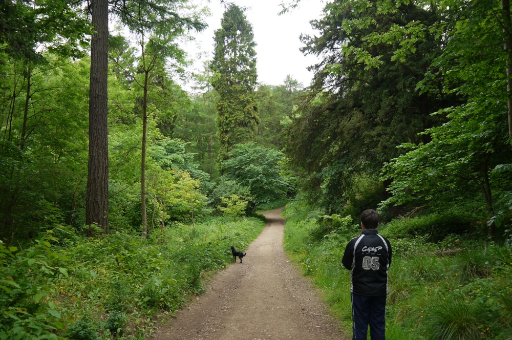 Castle Eden Dene photo by beddgellert