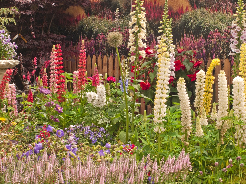 Photograph of English Country Garden - Herbaceous border 1