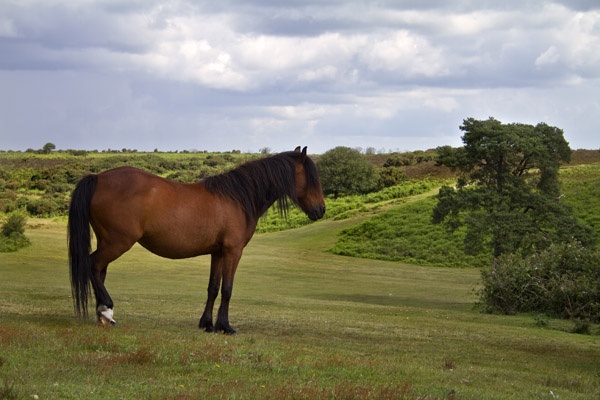 New Forest Pony