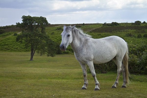 New Forest Pony