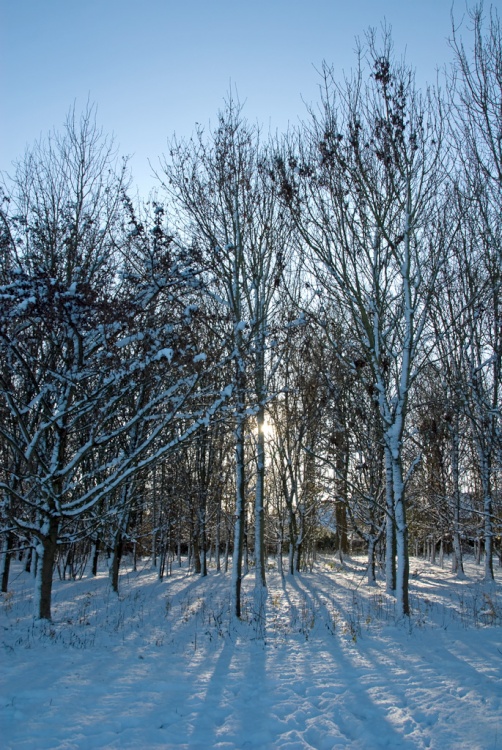 Winter sun in Mote Park