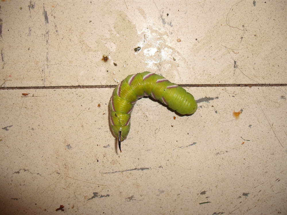 Privet Hawk Moth Caterpillar