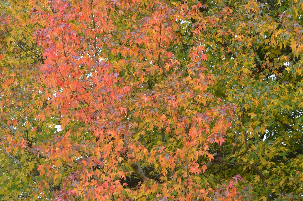 Photograph of Autumn Colours