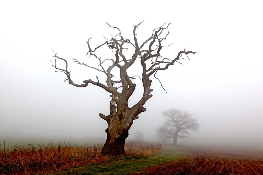 Misty and trees