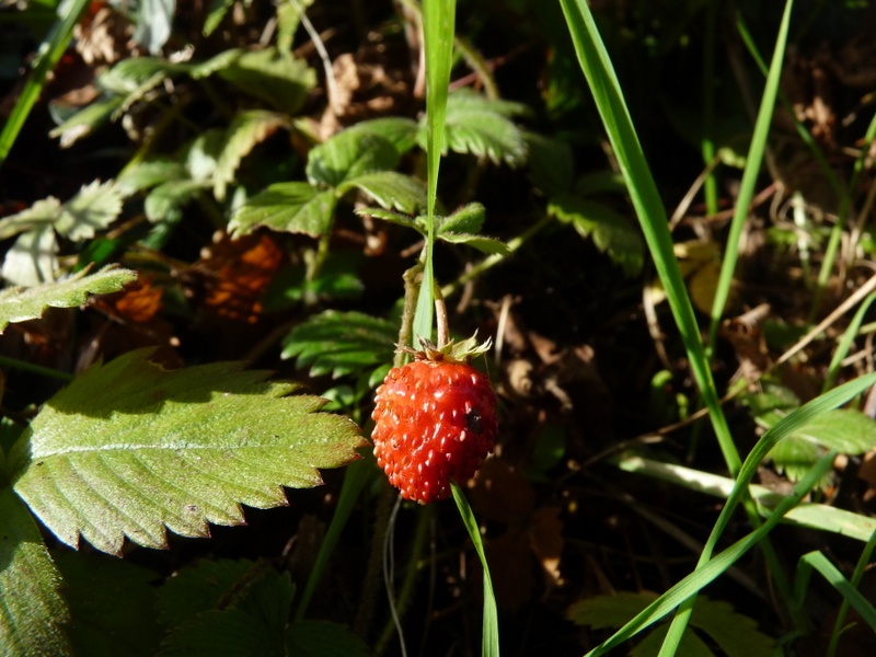 Strawberry