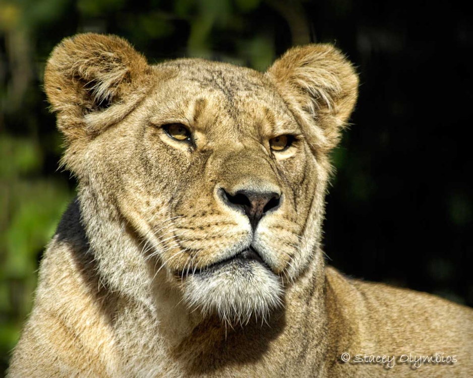 Female Lion photo by Stacey Olymbios