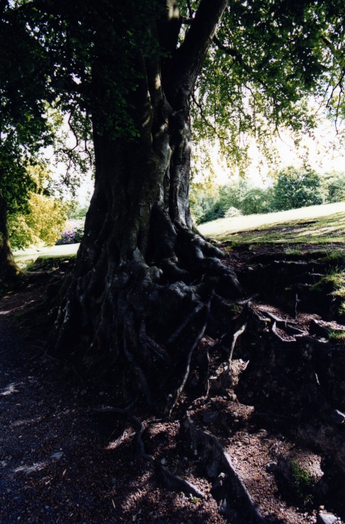 The old tree