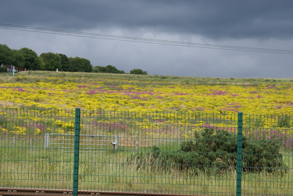 Wild Flowers