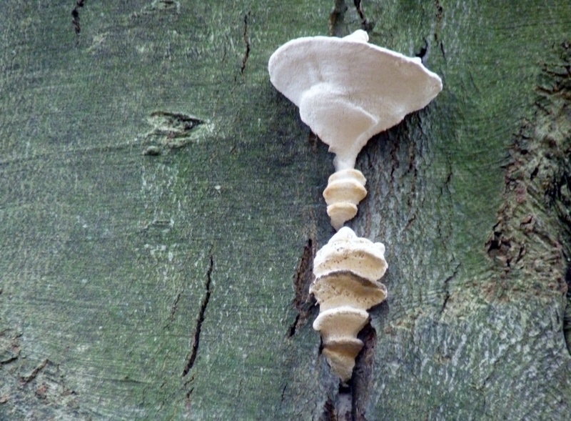 Fungi