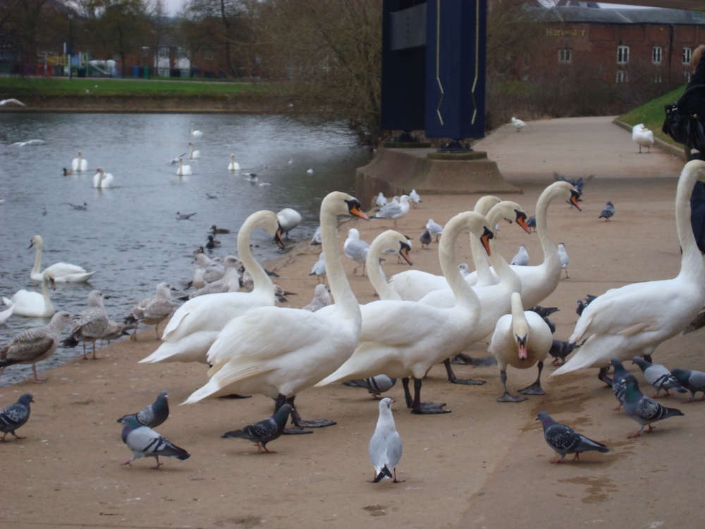 On the River Exe embankment