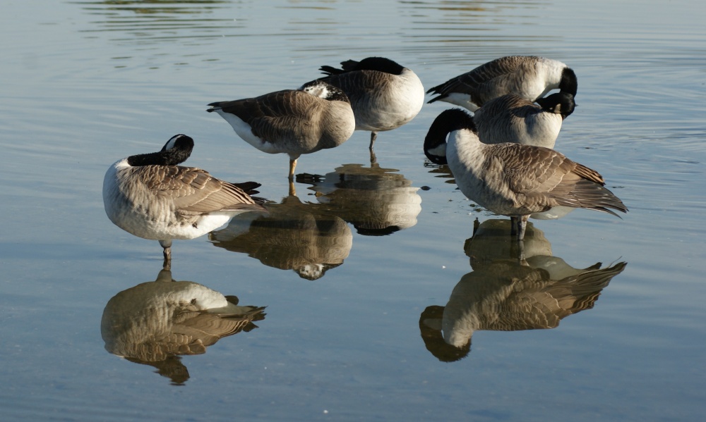 Family of Geese