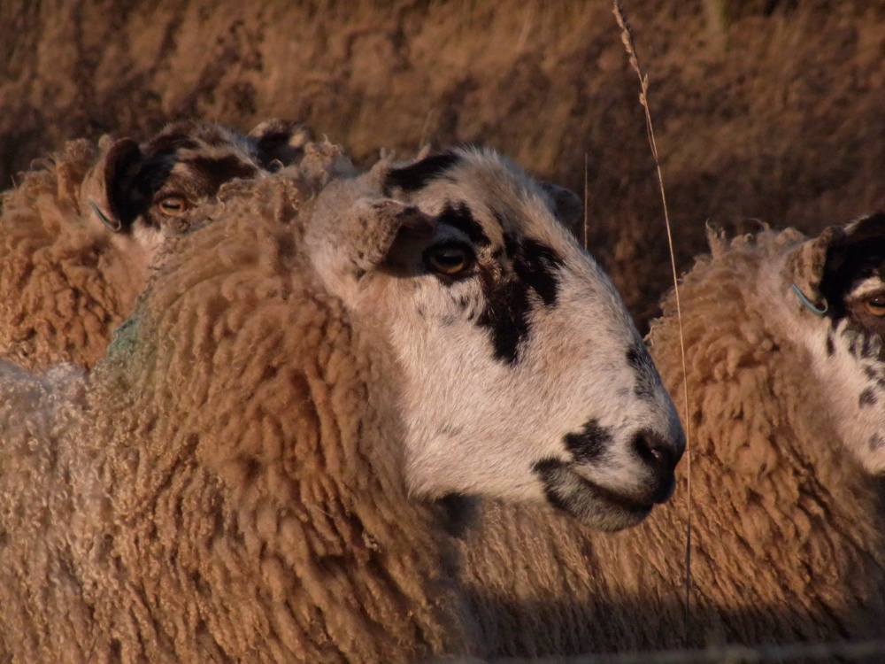 Winter woollies