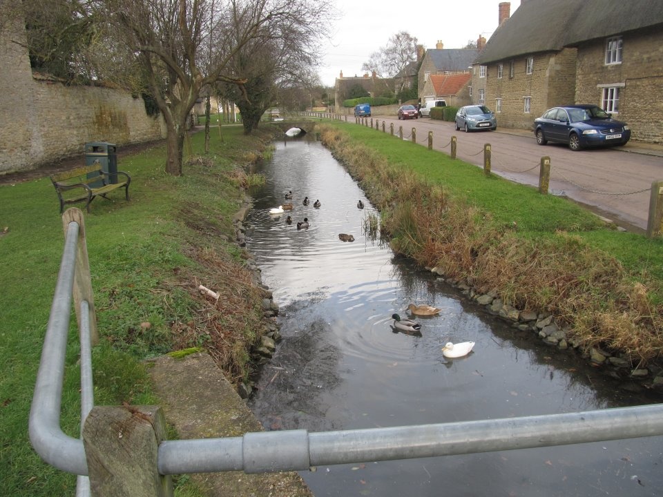 Photograph of DUCKS IN GRAFTON UNDERWOOD