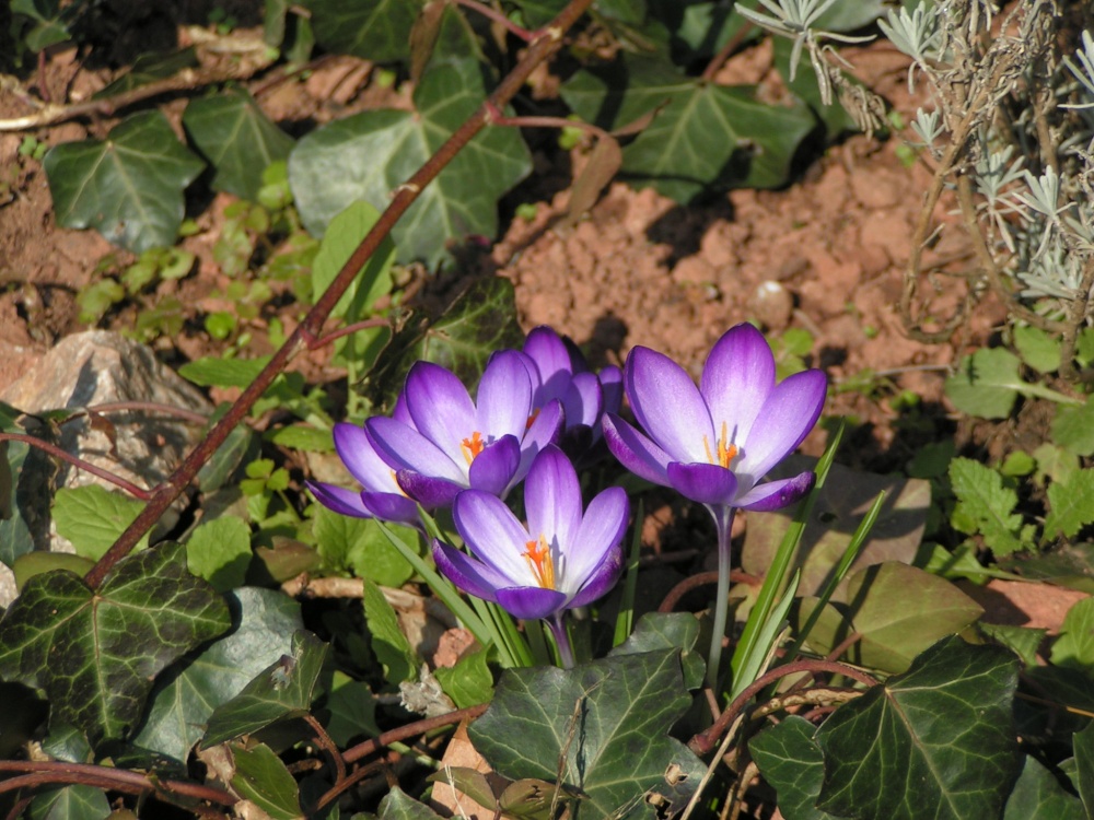 Flowers in rock walk Torquay