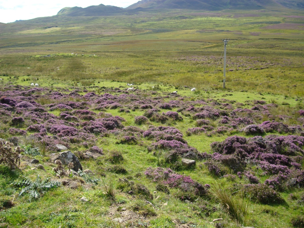 Grazing land at Trotternish