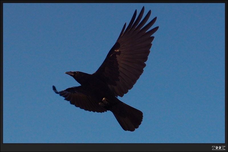 Flying above Salcey Forest