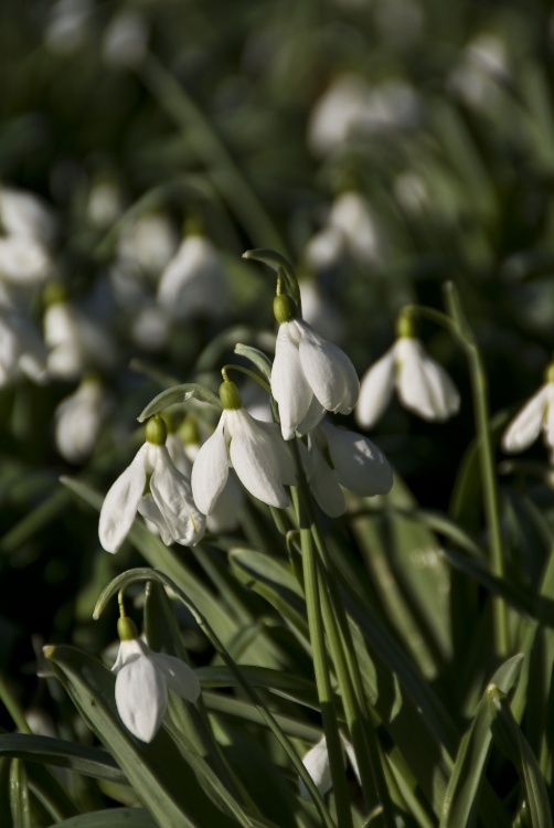 Snowdrops at Colesbourne Park