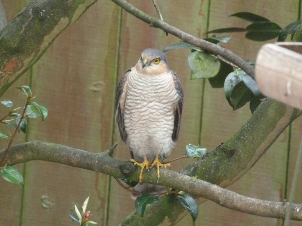 Photograph of Look who came for lunch