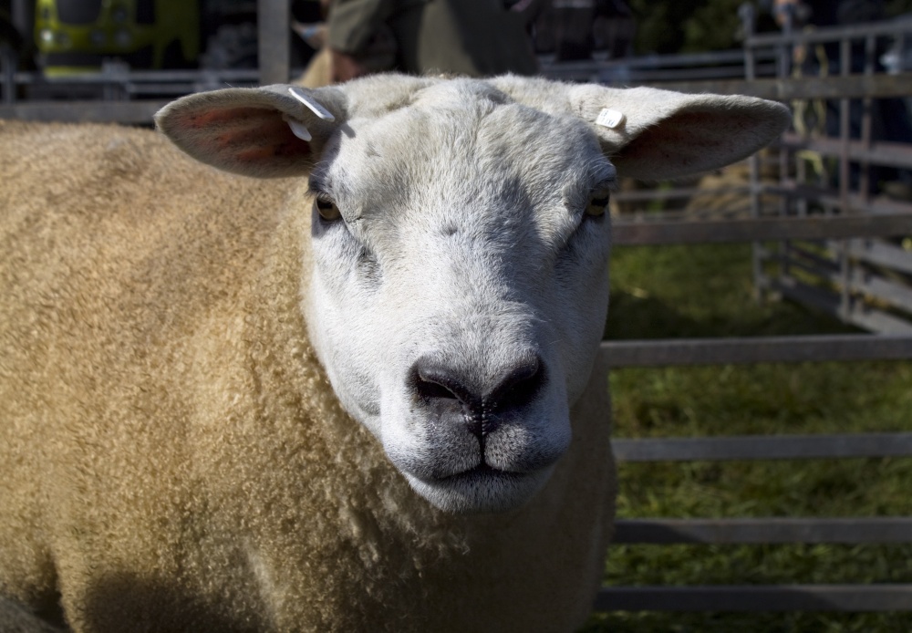 'You looking at me?' Loweswater resident