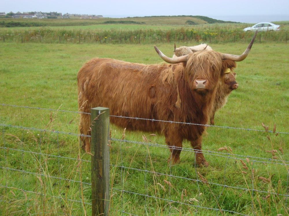 Photograph of Highland cattle at John O'Groats