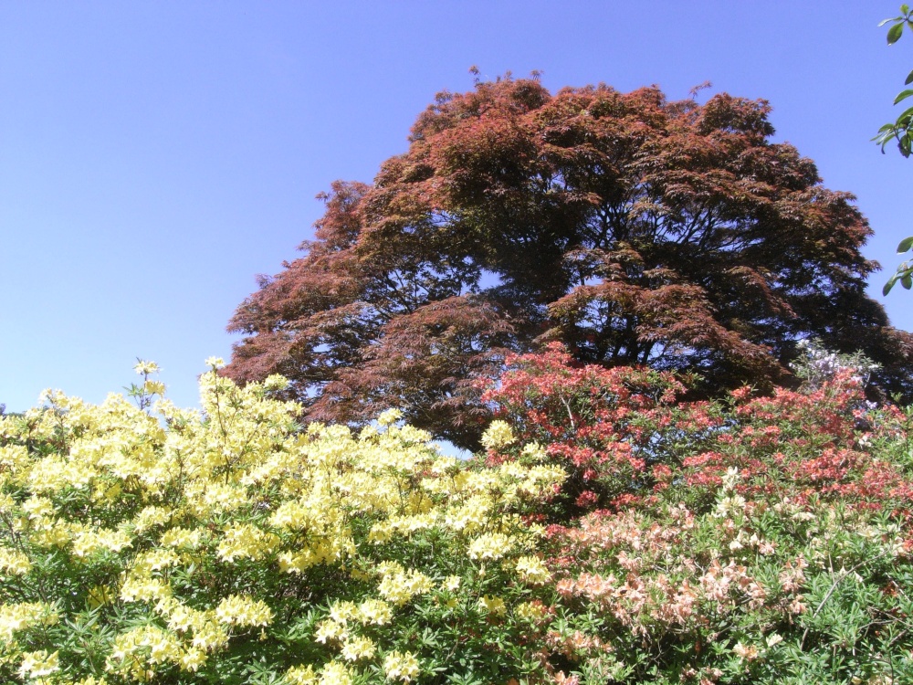 Stody Lodge Gardens